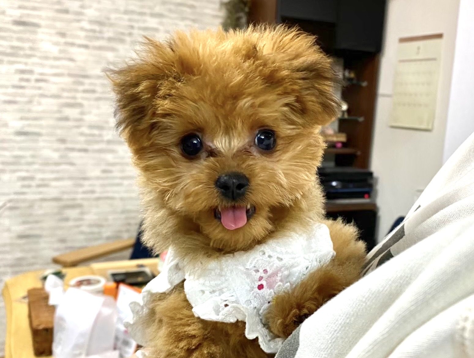 子犬の頃のるく。白いレンガの壁の前で、白いレースの襟を着けてこちらを見つめている